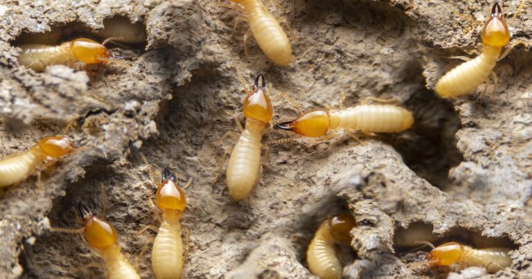 Rockland Under Siege: The Big Shocking Truth About Termite Invasions